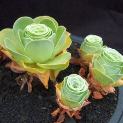 Greenovia dodrentalis Aeonium dodrantale, plante grasse originaire des Iles Canaries. Forme d'une belle Rose verte.