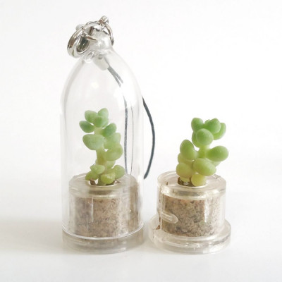 Babyplante Blue Jade - Sedum Burrito - Orpin Morgane - Mini plante succulente cactus