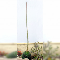 Agave Victoriae Reginae, reine Victoria, originaire du désert de Chihuahua au Mexique