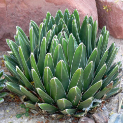 Agave Victoriae Reginae, reine Victoria, originaire du désert de Chihuahua au Mexique
