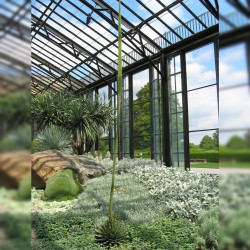 Agave Victoriae Reginae, reine Victoria, originaire du désert de Chihuahua au Mexique