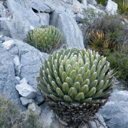 Agave Victoriae Reginae, reine Victoria, originaire du désert de Chihuahua au Mexique