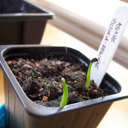 Agave Victoriae Reginae, Queen reine Victoria, graines, seeds