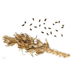 aloe vera, aloes, graines, seeds, plante décorative, facile d’entretien, vertus médicinales, cosmétique, gel, pulpe