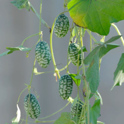 mini pastèque Watermelon, Citrullus lanatus Thumb, concombre cocktail