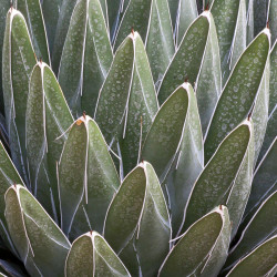 Agave Victoriae Reginae, reine Victoria, originaire du désert de Chihuahua au Mexique, cactus, plante grasse