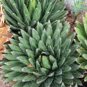 Agave Victoriae Reginae, reine Victoria, originaire du désert de Chihuahua au Mexique, cactus, plante grasse