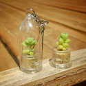 Babyplante Blue Jade - Sedum Burrito - Orpin Morgane - Mini plante succulente porte clé
