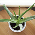 aloe vera, aloes, plante décorative, facile d’entretien, vertus médicinales, cosmétique, gel, pulpe