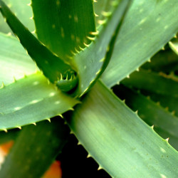 aloe vera, aloes, plante décorative, facile d’entretien, vertus médicinales, cosmétique, gel, pulpe, plante grasse, barbade