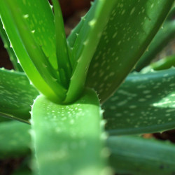 aloe vera, aloes, plante décorative, facile d’entretien, vertus médicinales, cosmétique, gel, pulpe