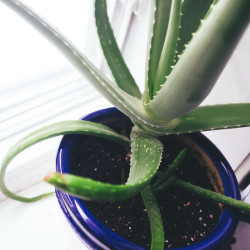 aloe vera, aloes, plante décorative, facile d’entretien, vertus médicinales, cosmétique, gel, pulpe, plante grasse