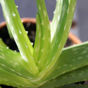 aloe vera, aloes, plante décorative, facile d’entretien, vertus médicinales, cosmétique, gel, pulpe, plante grasse