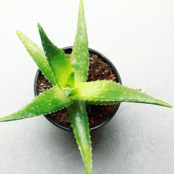 aloe vera, aloes, plante décorative, facile d’entretien, vertus médicinales, cosmétique, gel, pulpe, plante grasse, pot