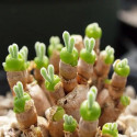 monilaria obconica moniliformis, plante aux oreilles de lapin, succulente