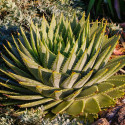 Aloe Polyphylla, aloès spirale, succulente, plante grasse