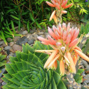 Aloe Polyphylla, aloès spirale, succulente, plante grasse, fleurs, floraison