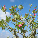 Rose du désert, Adenium obesum, Baobab chacal, Lis des Impalas, Sabi Star, Kudu