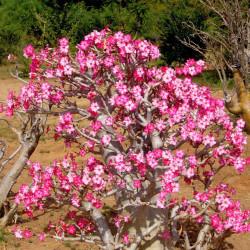 Tropica - Succulents - Rose du Désert (Adenium obesum) - 8 Graines