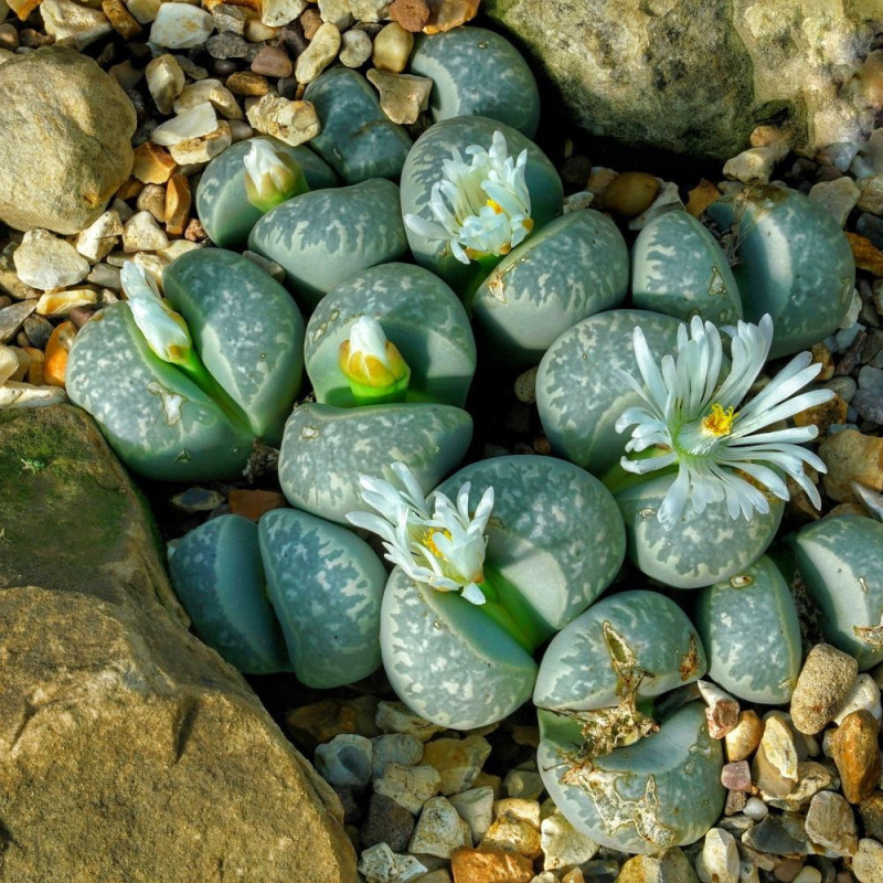 Lithops Optica, plante cailloux, plante succulente, graines, semis, plantation
