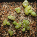 Lithops Optica, plante cailloux, plante succulente, graines, semis, plantation