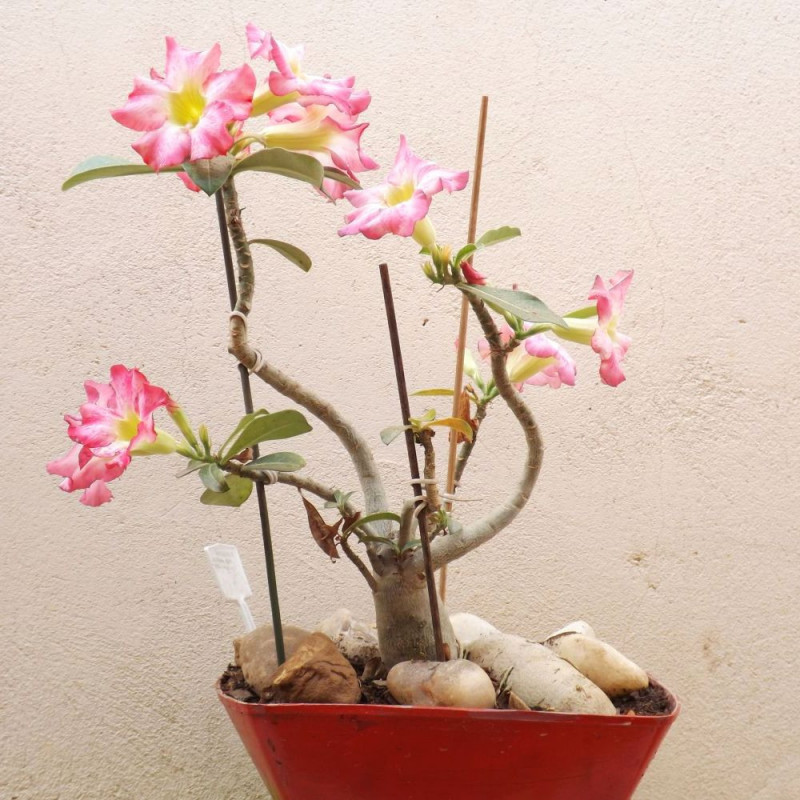 Rose du désert, Adenium obesum : culture et entretien