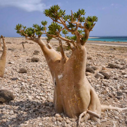 Rose du désert, Adenium obesum, Baobab chacal, Lis des Impalas, Sabi Star, Kudu, tronc, plante, arbre, nature, désert