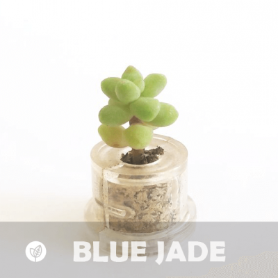 Babyplante Blue Jade Mini plante succulente