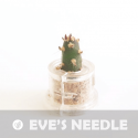 Babyplante Eve's needle mini plante cactus miniature
