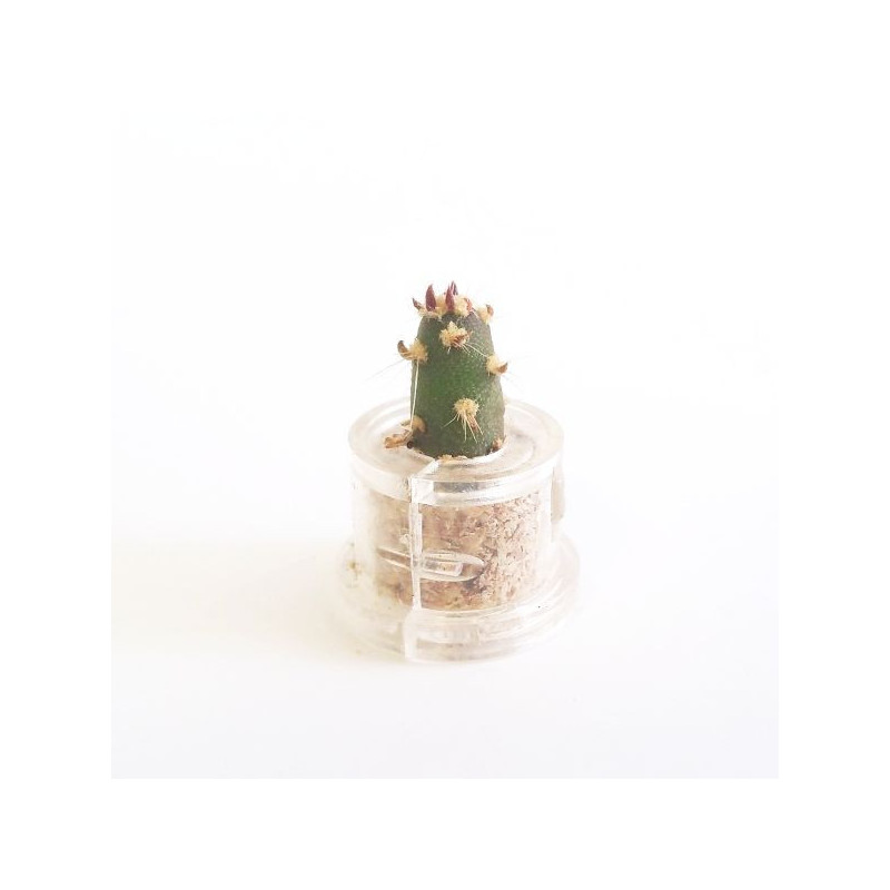 Babyplante Eve's needle - Austrocylindropuntia subulata ou Opuntia Babyplante Eve's needle - Austrocylindropuntia subulata ou Opuntia