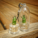 Babyplante Eve's needle - porte clé mini plante cactus