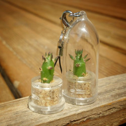 Babyplante Eve's needle - porte clé mini plante cactus