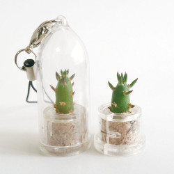 Babyplante Eve's needle Austrocylindropuntia subulata ou Opuntia porte clé mini plante