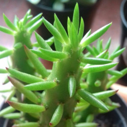 Austrocylindropuntia subulata ou Opuntia succulente plante grasse