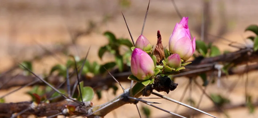 Pereskia Bahiensis