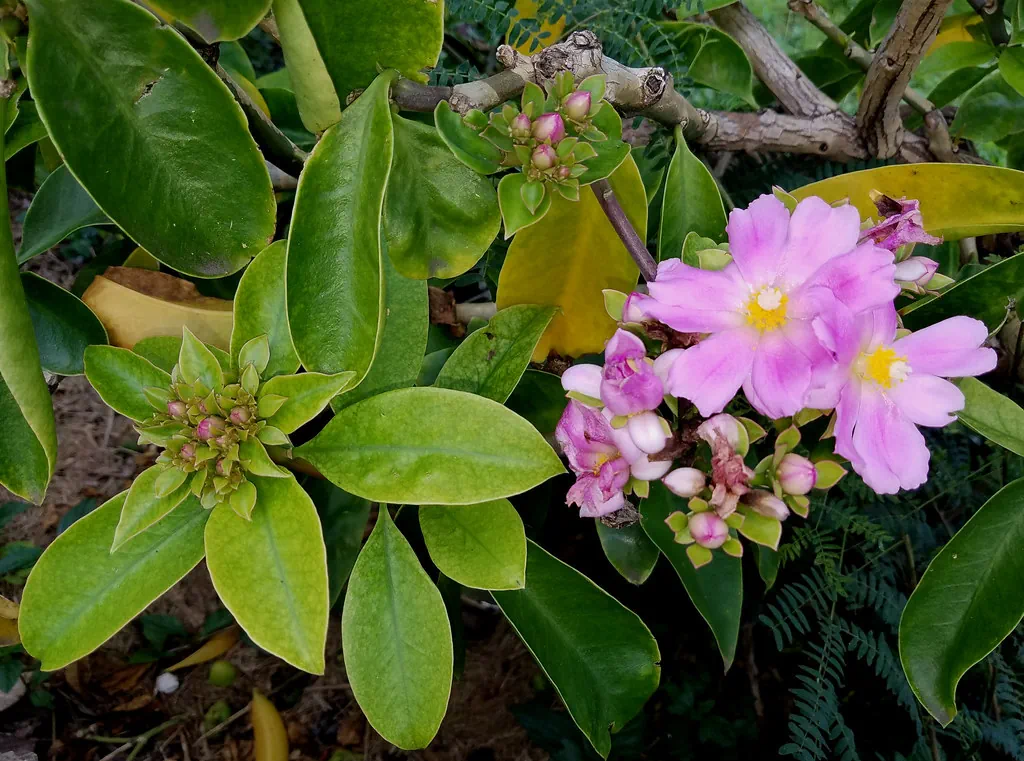 Pereskia grandifolia en fleurs