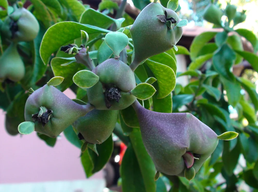 Fruits du Pereskia gandifolia