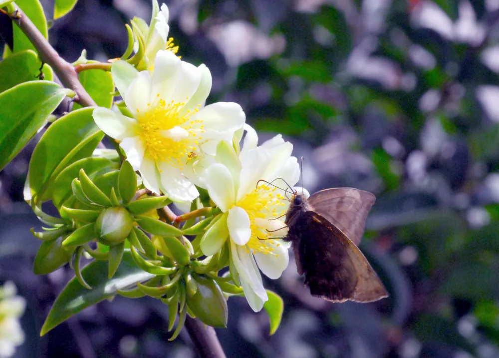 Pereskia acculeata butiné par un papillon