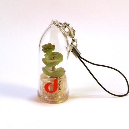 Babyplante petite plante cactus personnalisée par tampographie babyplante mini plante personnalisée par tampographie