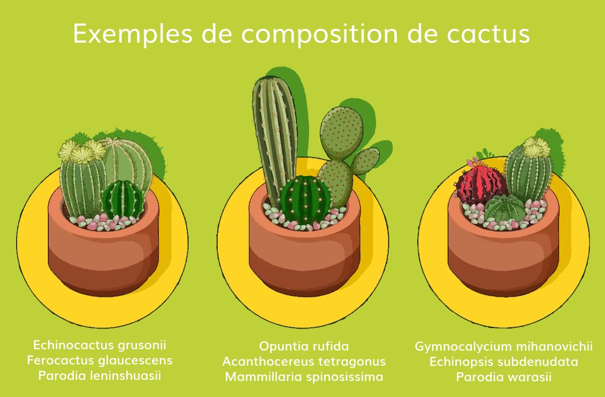 Exemples de composition de cactus en pot