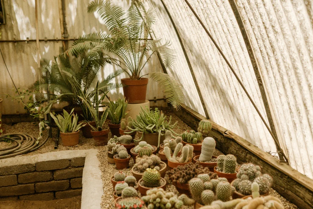 Cactus mis sous serre pour hivernage