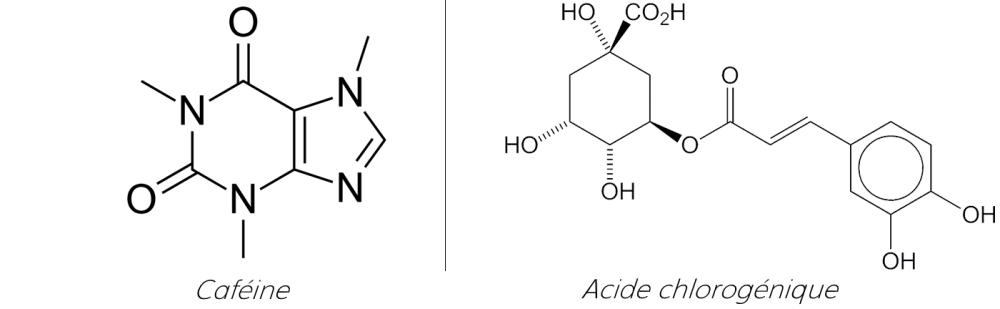 Molécules de caféine et d'acide chlorogénique
