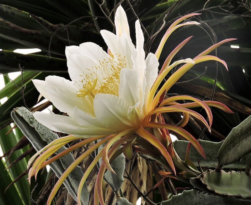 Floraison de Selenicereus costaricensis