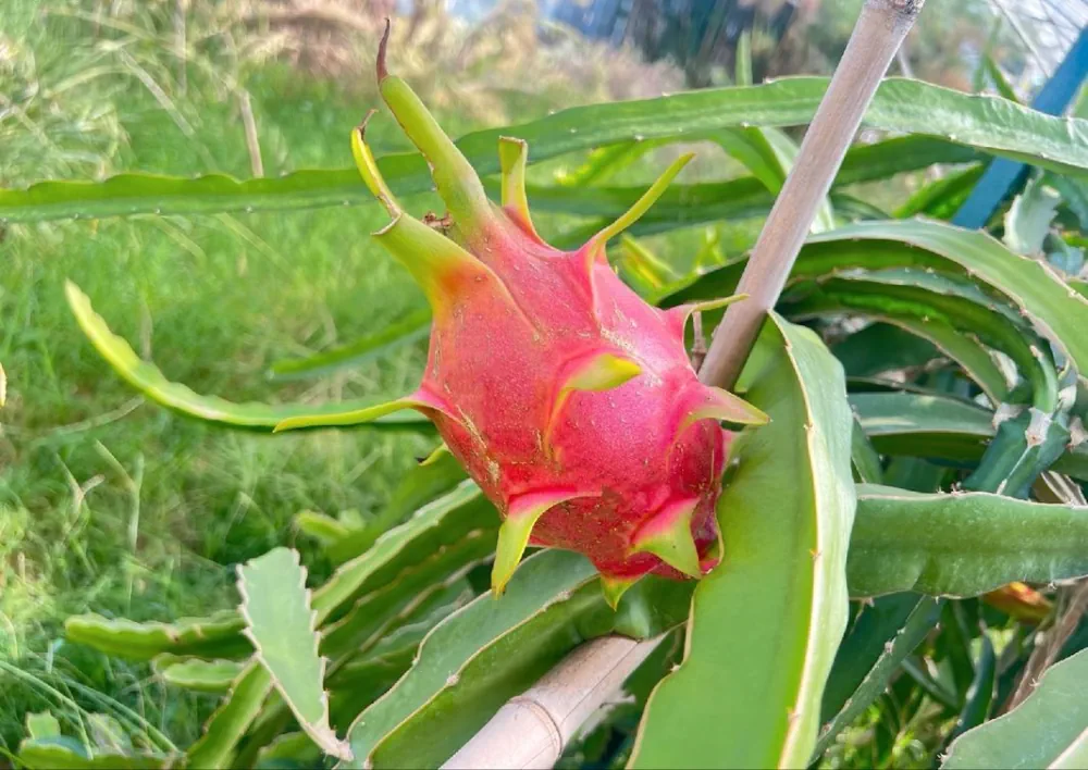 Selenicereus (Hylocereus) costaricensis