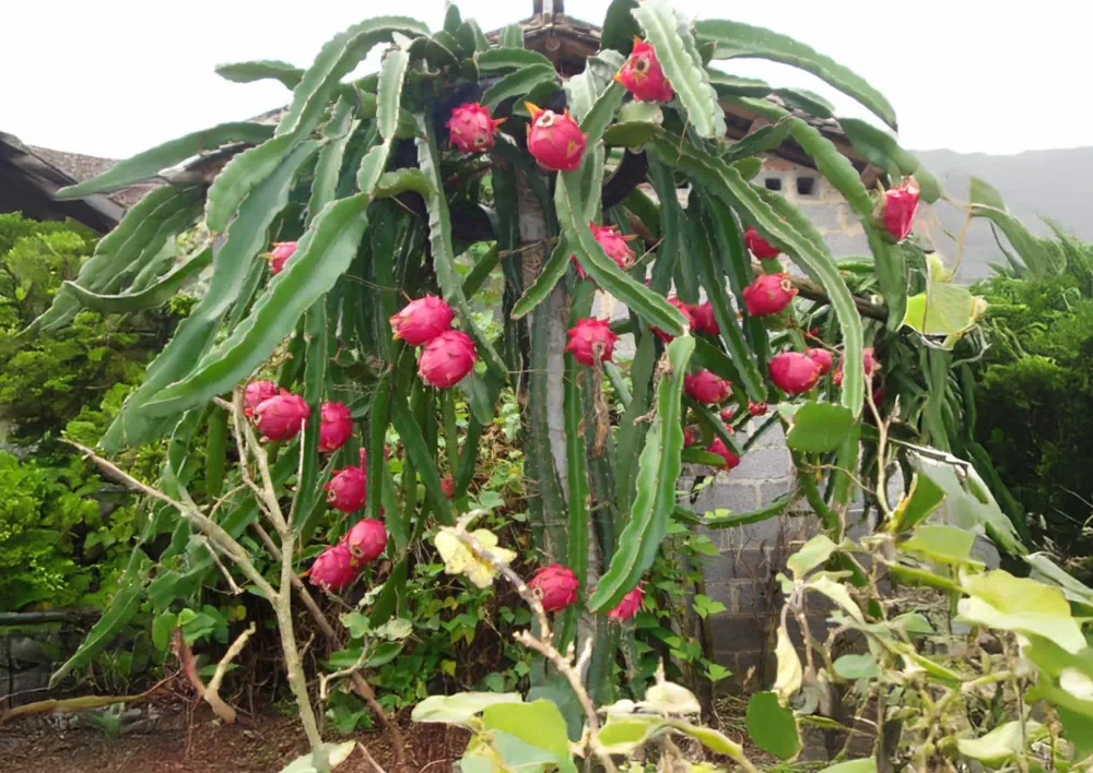 Selenicereus (Hylocereus) costaricensis