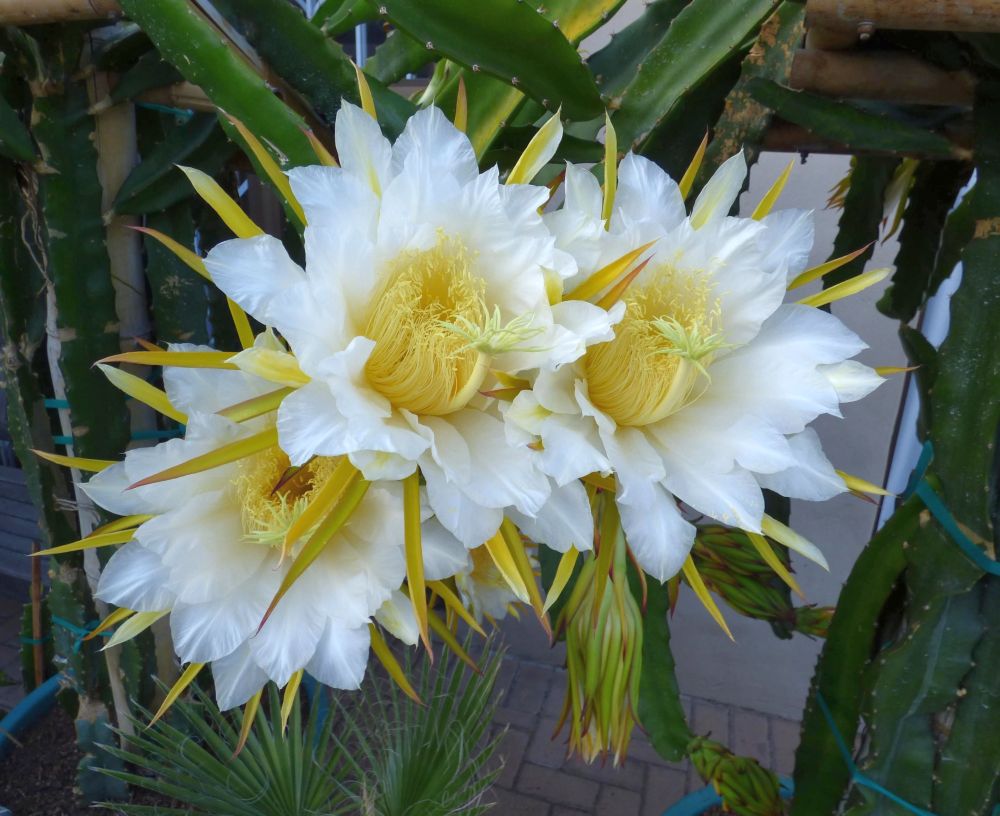 Selenicereus costaricensis en fleurs