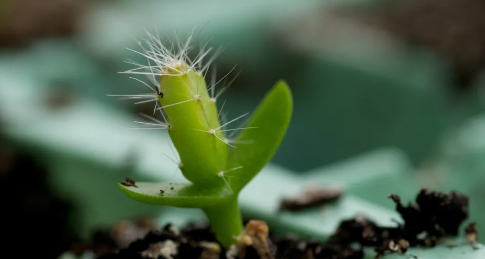 Graines de Selenicereus costaricensis