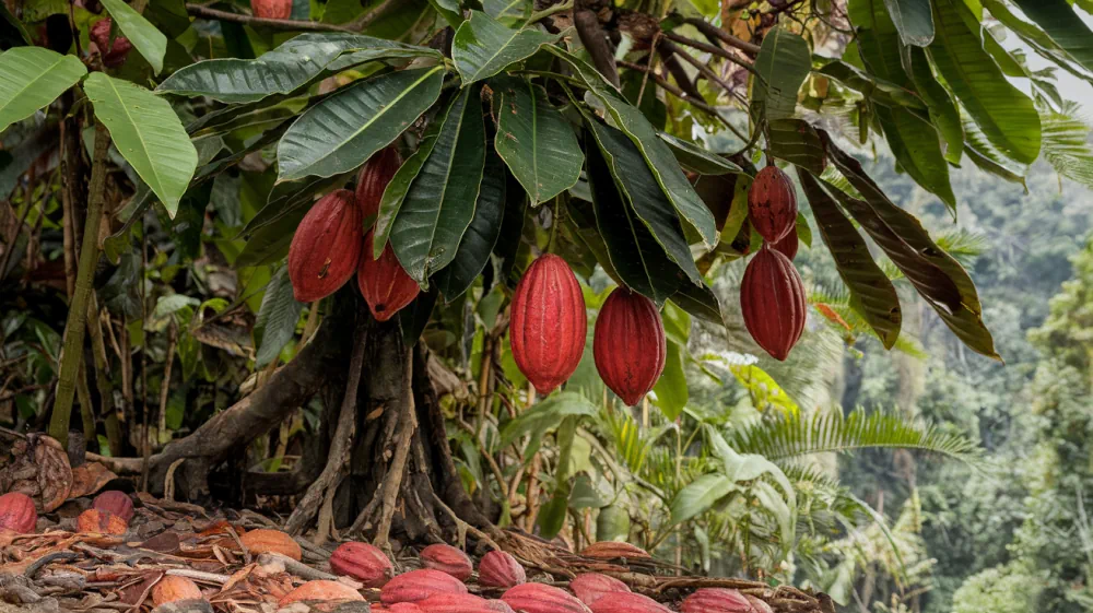 Cacaotier remplit de cabosses de cacao