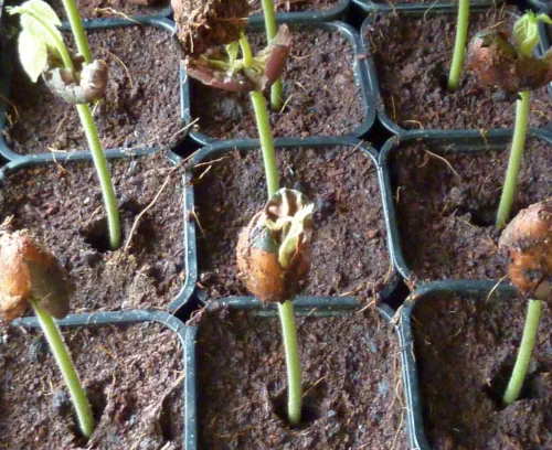 Germination des graines de Theobroma cacao