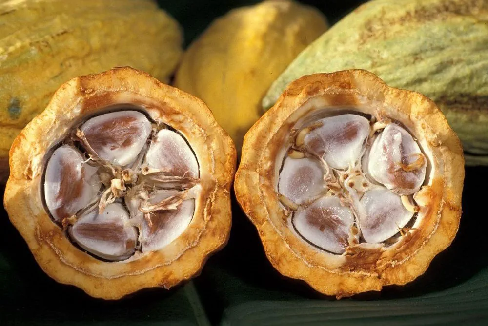 Graines fraiches Theobroma cacao